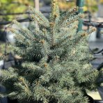 Smrek pichľavý (Picea pungens) výška 60-80 cm, kont. C20L