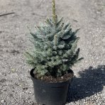 Smrek pichľavý (Picea pungens) výška 60-80 cm, kont. C20L