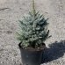 Smrek pichľavý (Picea pungens) výška: 60-80 cm, kont. C20L