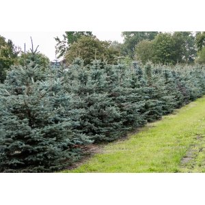 Smrek pichľavý (Picea pungens) ´SUPER BLUE´ - výška 140-160 cm, kont. C45L