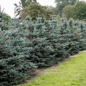 Smrek pichľavý (Picea pungens) výška 60-80 cm, kont. C20L