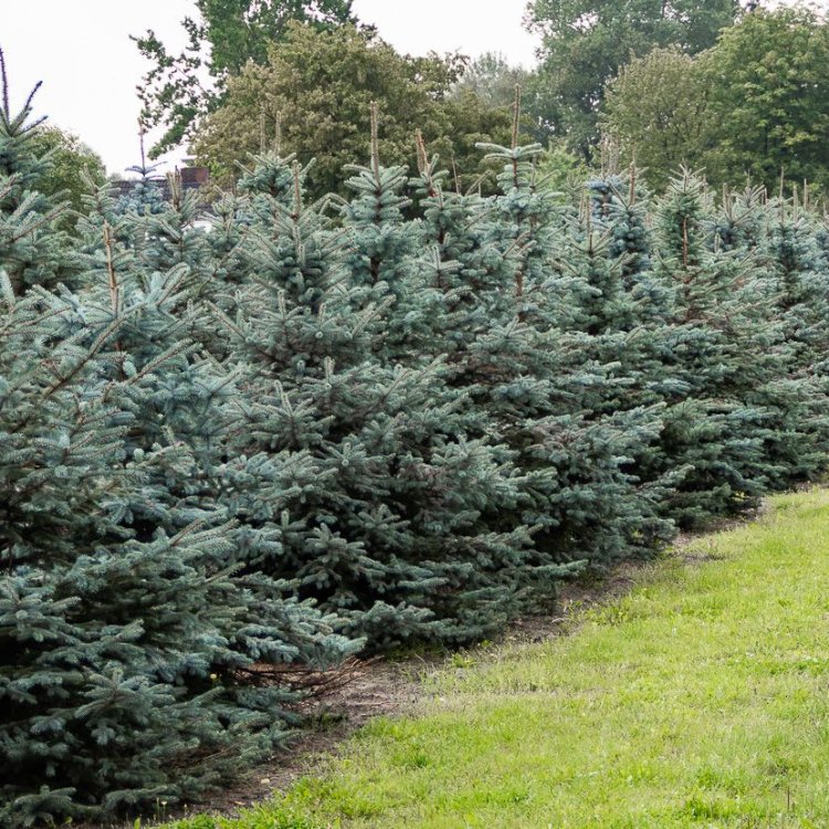 Smrek pichľavý (Picea pungens) výška 60-80 cm, kont. C20L