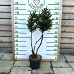 Smrek obyčajný (Picea abies) ´COMPACTA´ – výška 70-90 cm, kont. C7.5L - BONSAJ VIACKMENNÝ