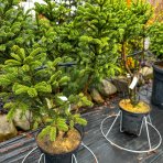 Smrek obyčajný (Picea abies) ´COMPACTA´ – výška 70-90 cm, kont. C7.5L - BONSAJ VIACKMENNÝ