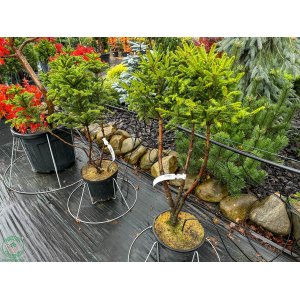 Smrek obyčajný (Picea abies) ´COMPACTA´ – výška: 70-90 cm, kont. C7.5L - BONSAJ VIACKMENNÝ