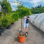 Sofora japonská (Sophora japonica) ´PENDULA´ - výška 130-150 cm, obvod kmeňa 8/10 cm, kont. C18L 