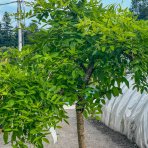 Sofora japonská (Sophora japonica) ´PENDULA´ - výška 130-150 cm, obvod kmeňa 8/10 cm, kont. C18L 