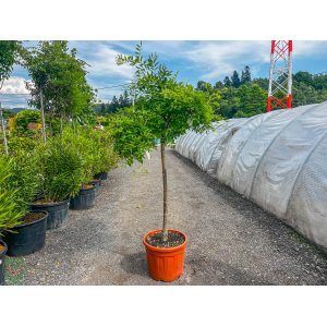 Sofora japonská (Sophora japonica) ´PENDULA´ - výška 130-150 cm, kont. C18L 