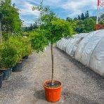 Sofora japonská (Sophora japonica) ´PENDULA´ - výška 130-150 cm, obvod kmeňa 8/10 cm, kont. C18L 