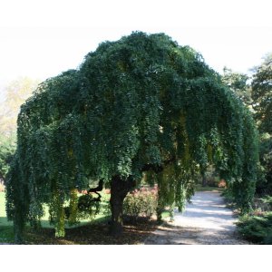 Sofora japonská (Sophora japonica) - výška 200-220 cm, obvod kmeňa 6/8 cm, kont. C18L - PENDULA