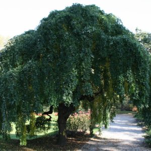 Sofora japonská (Sophora japonica) - výška 200-220 cm, obvod kmeňa 6/8 cm, kont. C18L - PENDULA