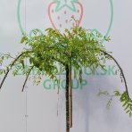 Sofora japonská (Sophora japonica) ´PENDULA´ - výška 140-180 cm, obvod kmeňa 4/6 cm kont. C25L 