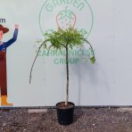 Sofora japonská (Sophora japonica) ´PENDULA´ - výška 140-180 cm, obvod kmeňa 4/6 cm kont. C25L 