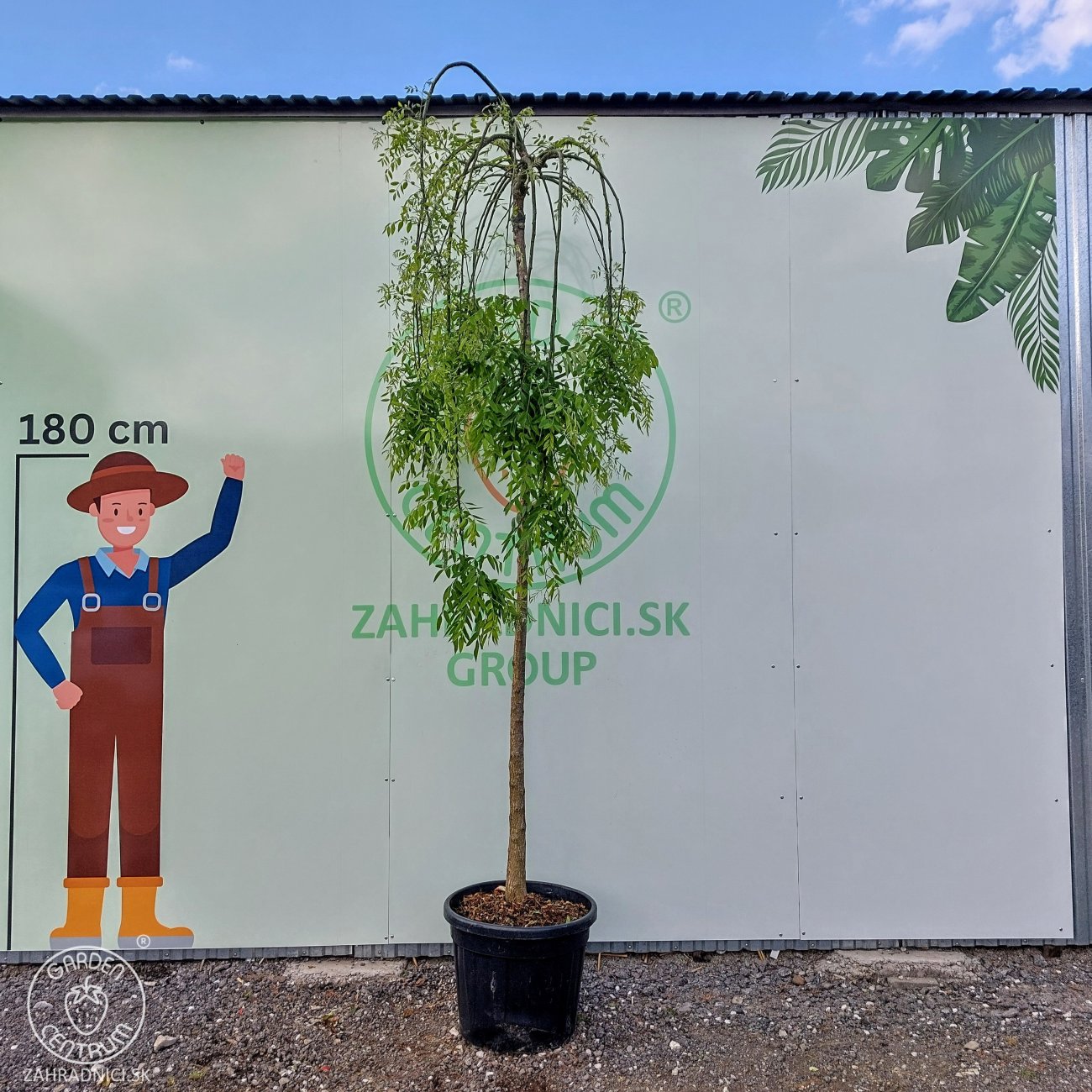 Obrázok Sofora japonská (Sophora japonica) PENDULA - výška 230-250 cm, obvod kmeňa 8/10 cm, kont. C55L