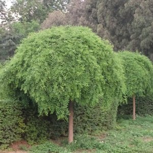 Sofora japonská (Sophora japonica) - výška 130-150 cm, obvod kmeňa: 12/14 cm, kont. C33/55L - PENDULA