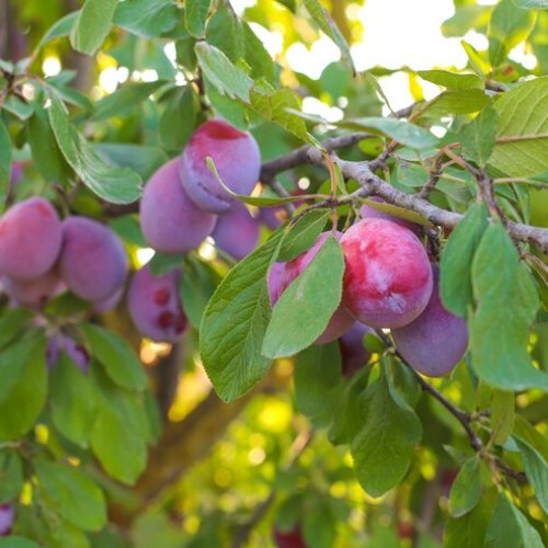 Slivka domáca (Prunus domestica) ´STANLEY´ - výška 200-250 cm, stredne skorá, voľnokorenná