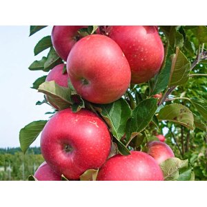 Stĺpovitá jabloň (Malus ballerina) ´FLAMENCO´ - jesenná, výška 100-140 cm, kont. C3,5L
