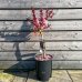 Mini broskyňa stĺpovitá (Prunus persica) ´CRIMSON BONFIRE´ , výška: 50-80 cm, kont. C10L 