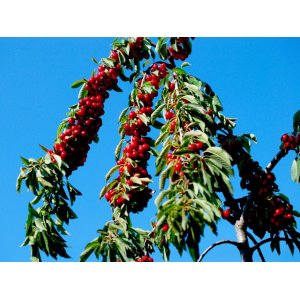 Stĺpovitá čerešňo-višňa (Prunus avium  x cerasus) ´CAROLINE´ - skorá, výška 120-150 cm, kont. C3L 