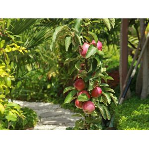 Stĺpovitá jabloň (Malus ballerina) ´POLKA´® - jesenná, výška 60-80 cm, kont. C3,5L
