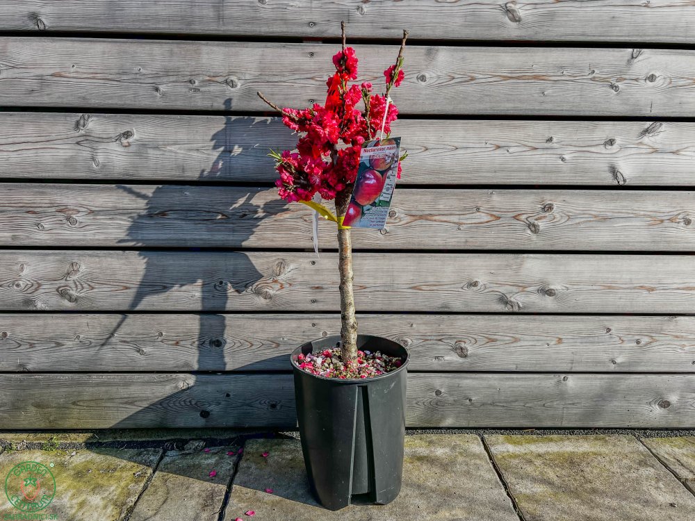 Mini nektarinka ´RUBIS´ | 50-80 cm | zahradnici.sk