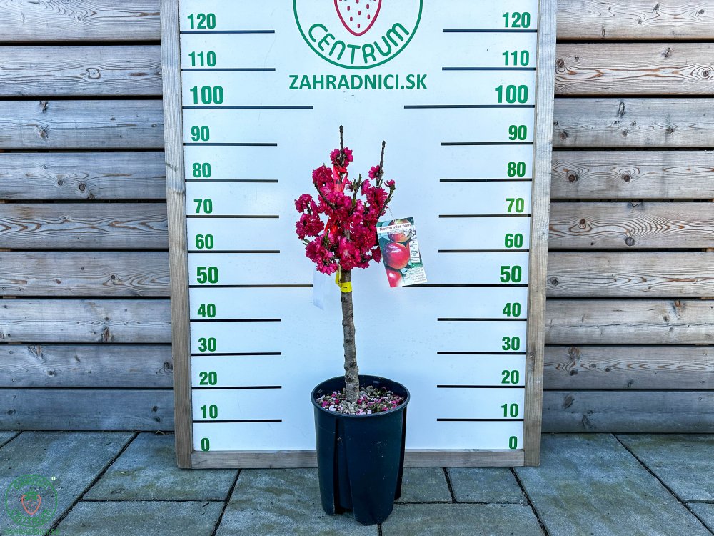 Mini nektarinka ´RUBIS´ | 50-80 cm | zahradnici.sk