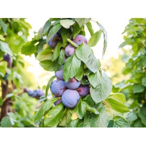 Stĺpovitá slivka (Prunus domestica) ´FRUCA´ - stredne skorá - výška 120-140 cm, kont. C3/5L