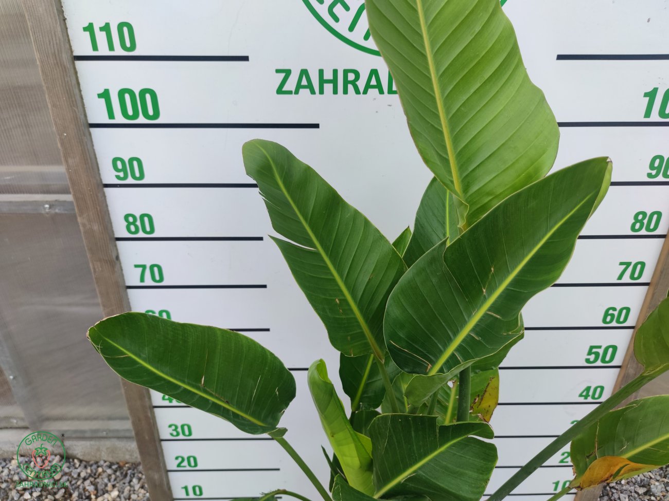 Strelícia ´NICOLAI´| 100-150 cm| zahradnici.sk