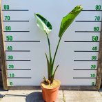 Strelícia natalská (Strelitzia Nicolai) - výška 50-70 cm, kont. C3L