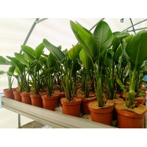 Strelícia natalská (Strelitzia Nicolai) - výška 50-70 cm, kont. C3L