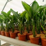 Strelícia natalská (Strelitzia Nicolai) - výška 50-70 cm, kont. C3L
