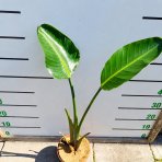 Strelícia natalská (Strelitzia Nicolai) - výška 50-70 cm, kont. C3L