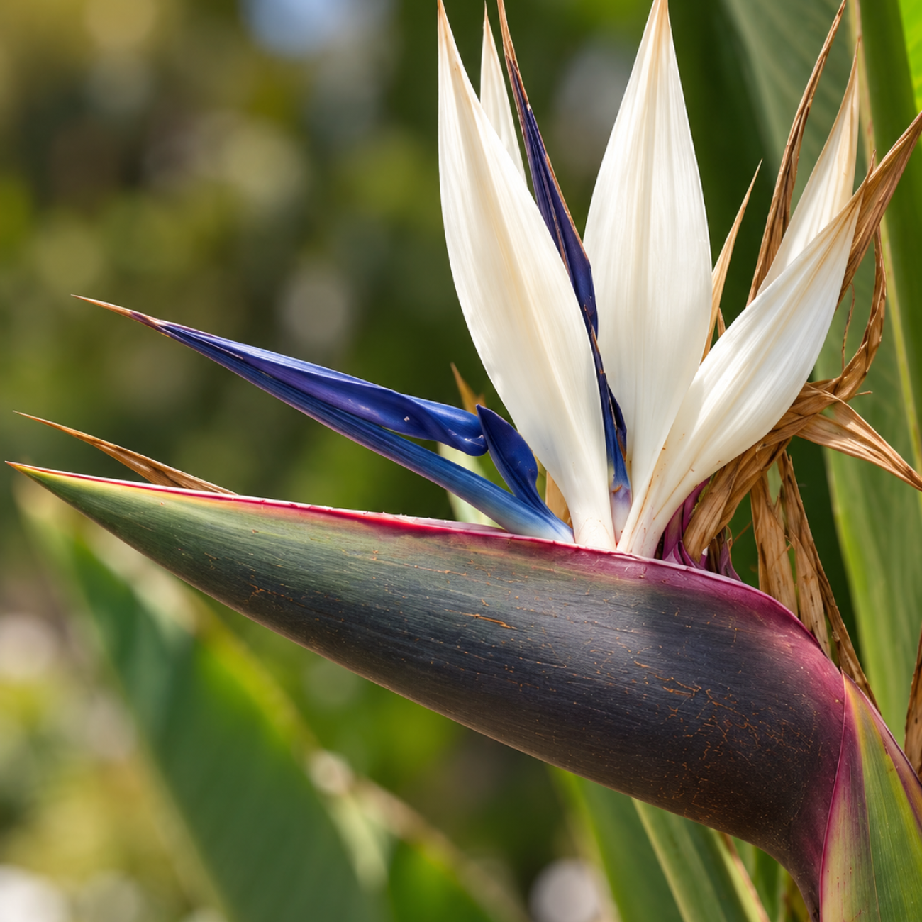 Obrázok Strelícia natalská (Strelitzia Nikolai) - výška 60-70 cm, kont. C3L