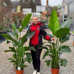 Strelícia Nikolaj (Strelitzia Nicolai) - výška 140-160 cm, kont. C25L