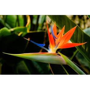 Strelícia kráľovská (Strelitzia Reginae) ´DUO/TRIO´– výška 20-30 cm, kont. C1.5L