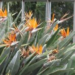 Strelícia natalská (Strelitzia Nicolai) - výška 50-70 cm, kont. C3L