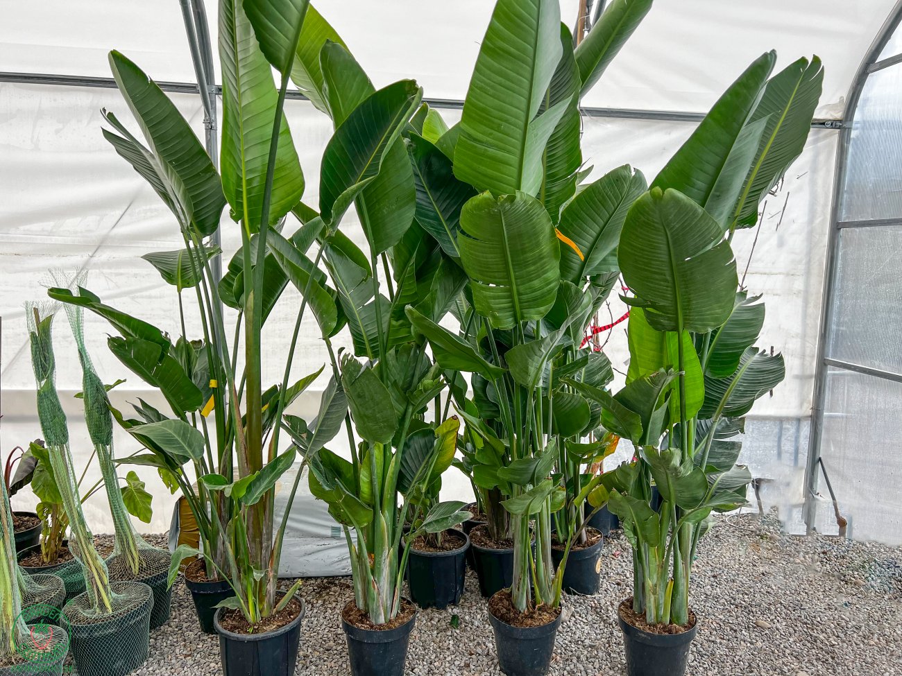 Strelícia ´NICOLAI´| 100-150 cm| zahradnici.sk