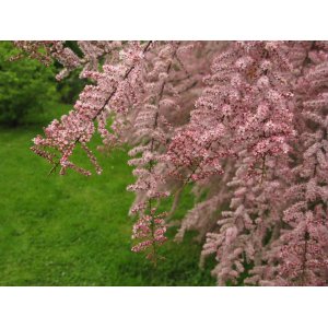 Tamariška africká (Tamarix africana) ´TETRANDRA´ - výška 30-50 cm, kont. C3L