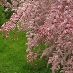 Tamariška drobnokvetá (Tamarix parviflora) výška: 70-100 cm, kont. C3L 