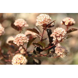 Tavoľa kalinolistá (Physocarpus opulifolius) ´ATROPURPUREA´ - výška 120-150 cm, kont. C2L - NA KMIENKU 