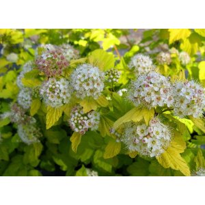 Tavoľa kalinolistá (Physocarpus opulifolius) ´LUTEUS´ - výška 100-140 cm, kont. C2L - NA KMIENKU 