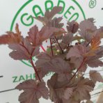 Tavoľa kalinolistá (Physocarpus opulifolius) ´ATROPURPUREA´ - výška 120-150 cm, kont. C2L - NA KMIENKU 