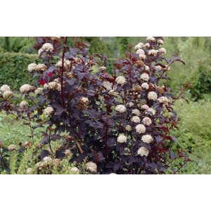 Tavoľa kalinolistá (Physocarpus opulifolius) ´ATROPURPUREA´ - výška 80-100 cm, kont. C2L