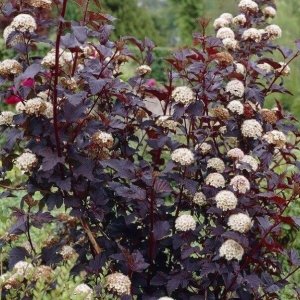 Tavoľa kalinolistá (Physocarpus opulifolius) ´ATROPURPUREA´, výška: 80-100 cm, kont. C2L