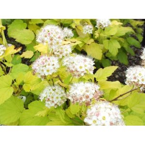 Tavoľa kalinolistá (Physocarpus opulifolius) ´DART´S GOLD´ - výška 40-60 cm, kont. C2L/C3L