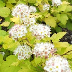 Tavoľa kalinolistá (Physocarpus opulifolius) ´DART´S GOLD´ výška: 40-60 cm, kont. C2L/C3L