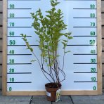 Tavoľa kalinolistá (Physocarpus opulifolius) ´DART´S GOLD´ výška: 60-80 cm, kont. C5L