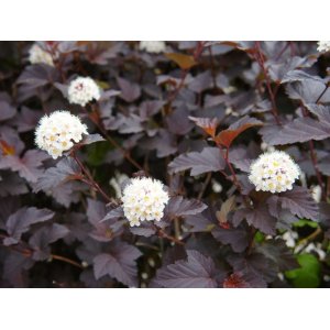 Tavoľa kalinolistá (Physocarpus opulifolius) ´LITTLE JOKER´ - výška 40-60 cm, kont. C2L