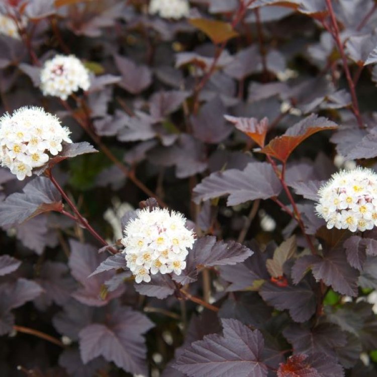 Tavoľa kalinolistá (Physocarpus opulifolius) ´LITTLE JOKER´ - výška 40-60 cm, kont. C2L