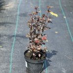 Tavoľa kalinolistá (Physocarpus opulifolius) ´LITTLE JOKER´ výška: 40-60 cm, kont. C2L